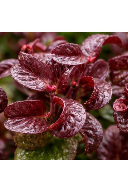 Леукотоє пазушна Керлі Ред